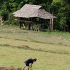 Farmer cleaning paddy field