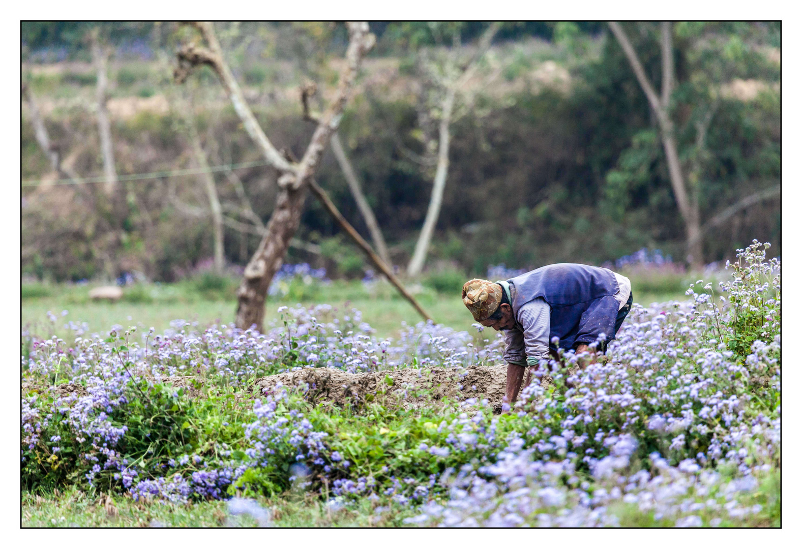 Farmer in Nepal