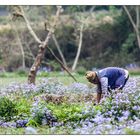 Farmer in Nepal