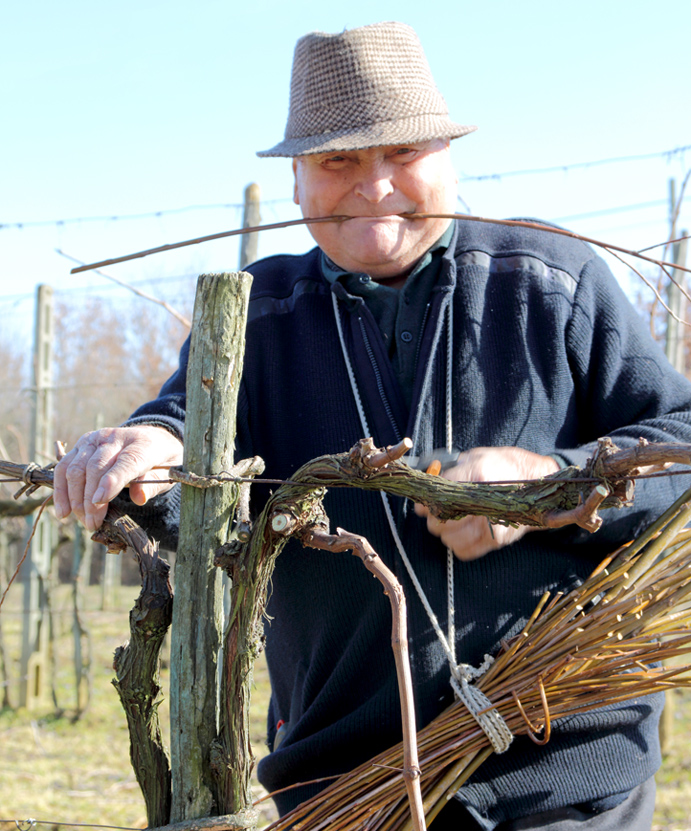 farmer in the vineyard