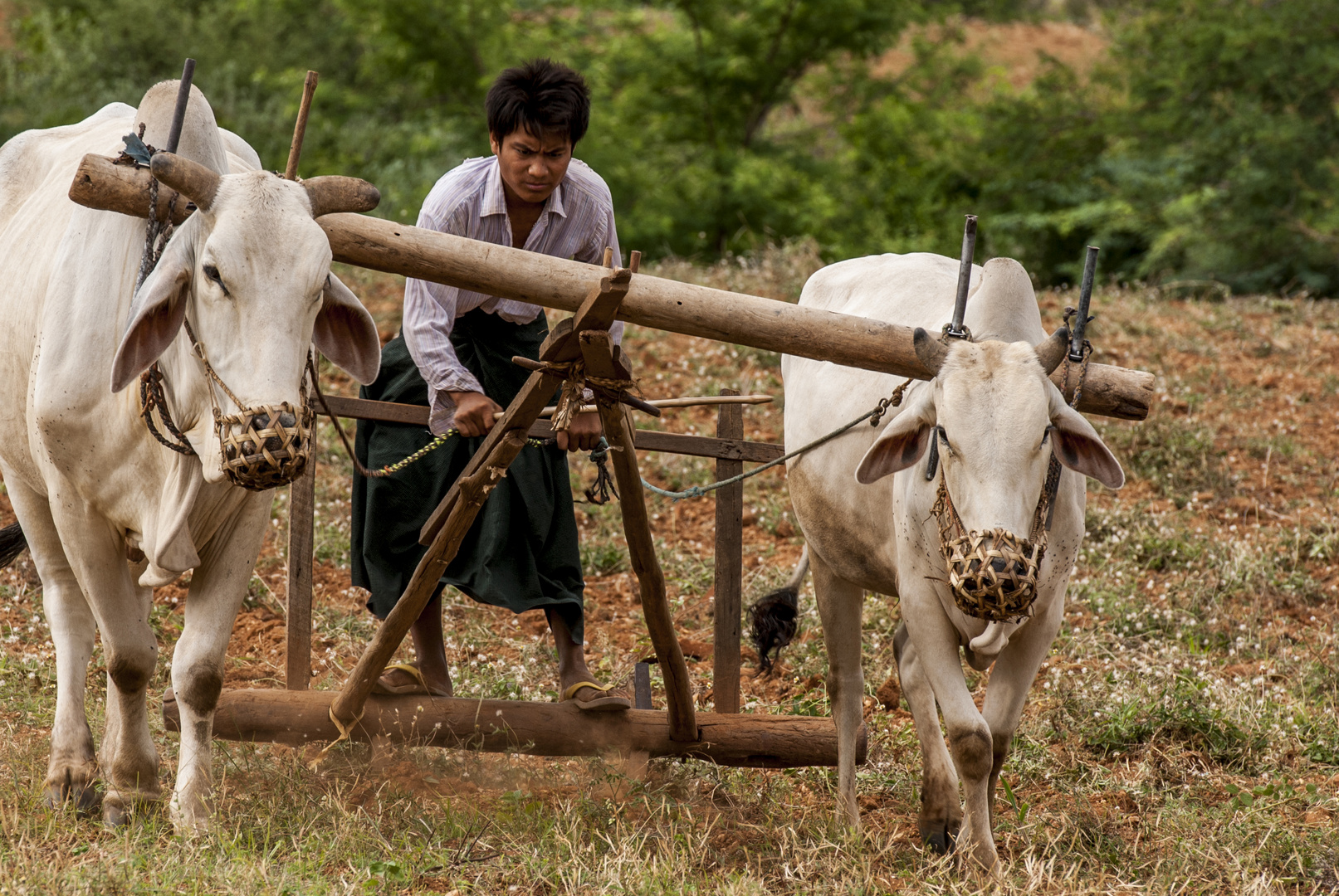 Farmer with Plough