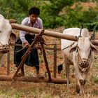 Farmer with Plough