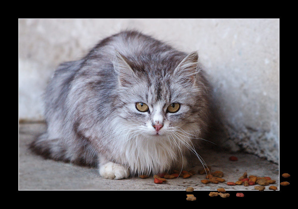 Farmer´s Cat