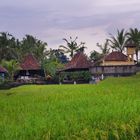 Farmers housing complex in the middle of paddy fields