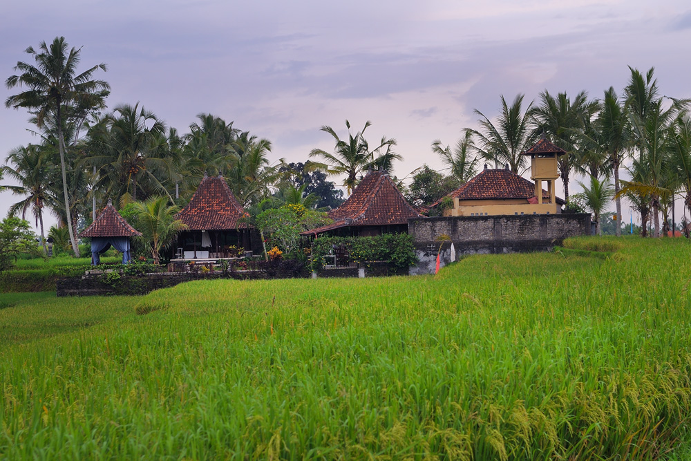 Farmers housing complex in the middle of paddy fields