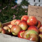 Farmer's Market Apples