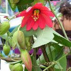 Farmers Market in Arcata