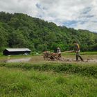 Farmers of Thailand