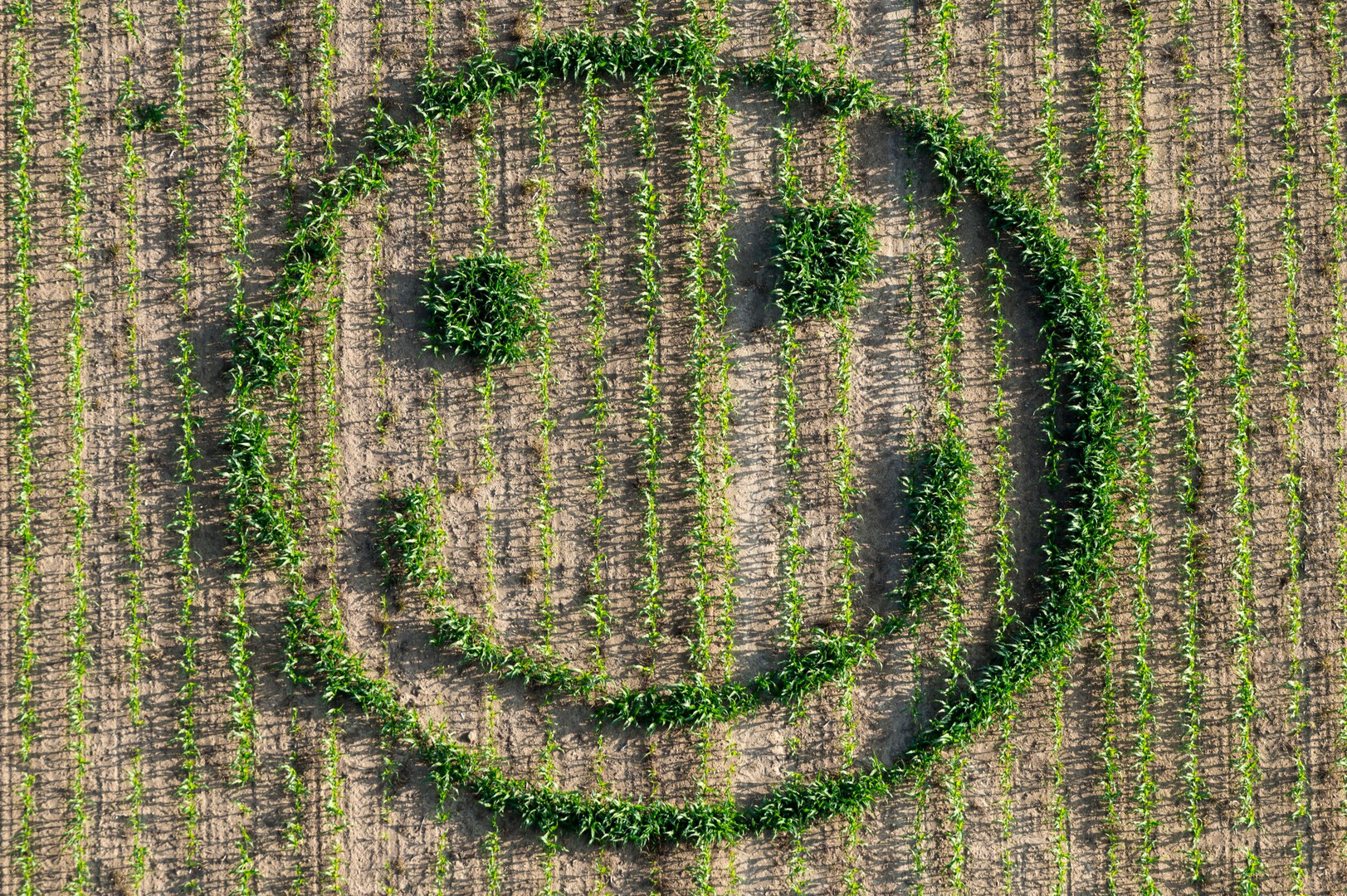 Farmers Smilie