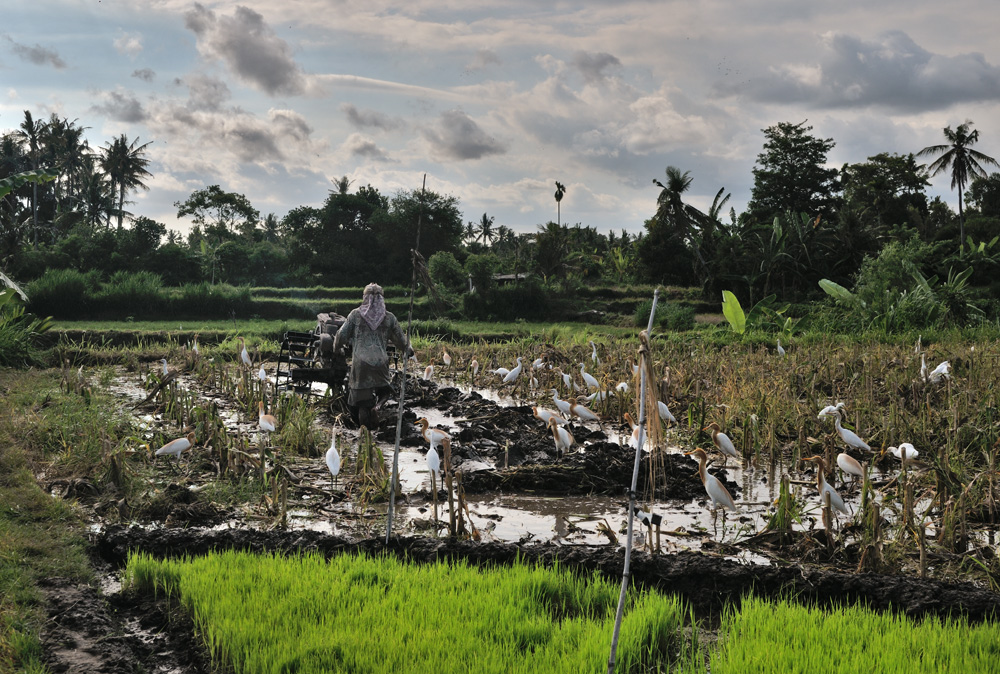 Farmers working on the paddy field