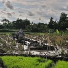 Farmers working on the paddy field