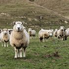 Farming New Zealand