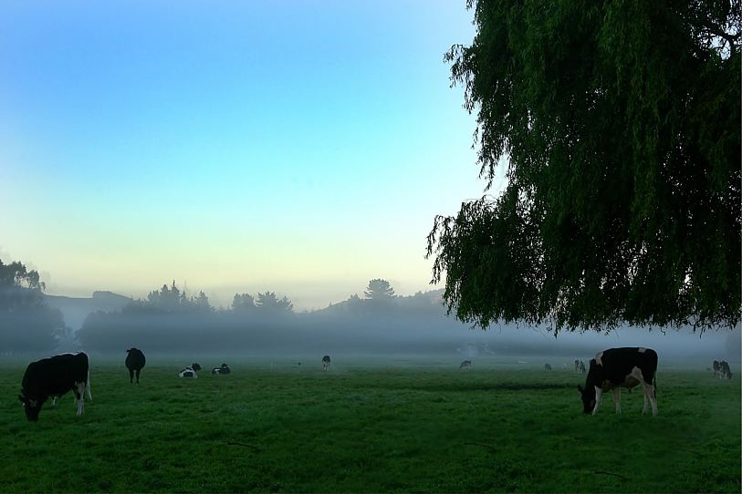 farming nz