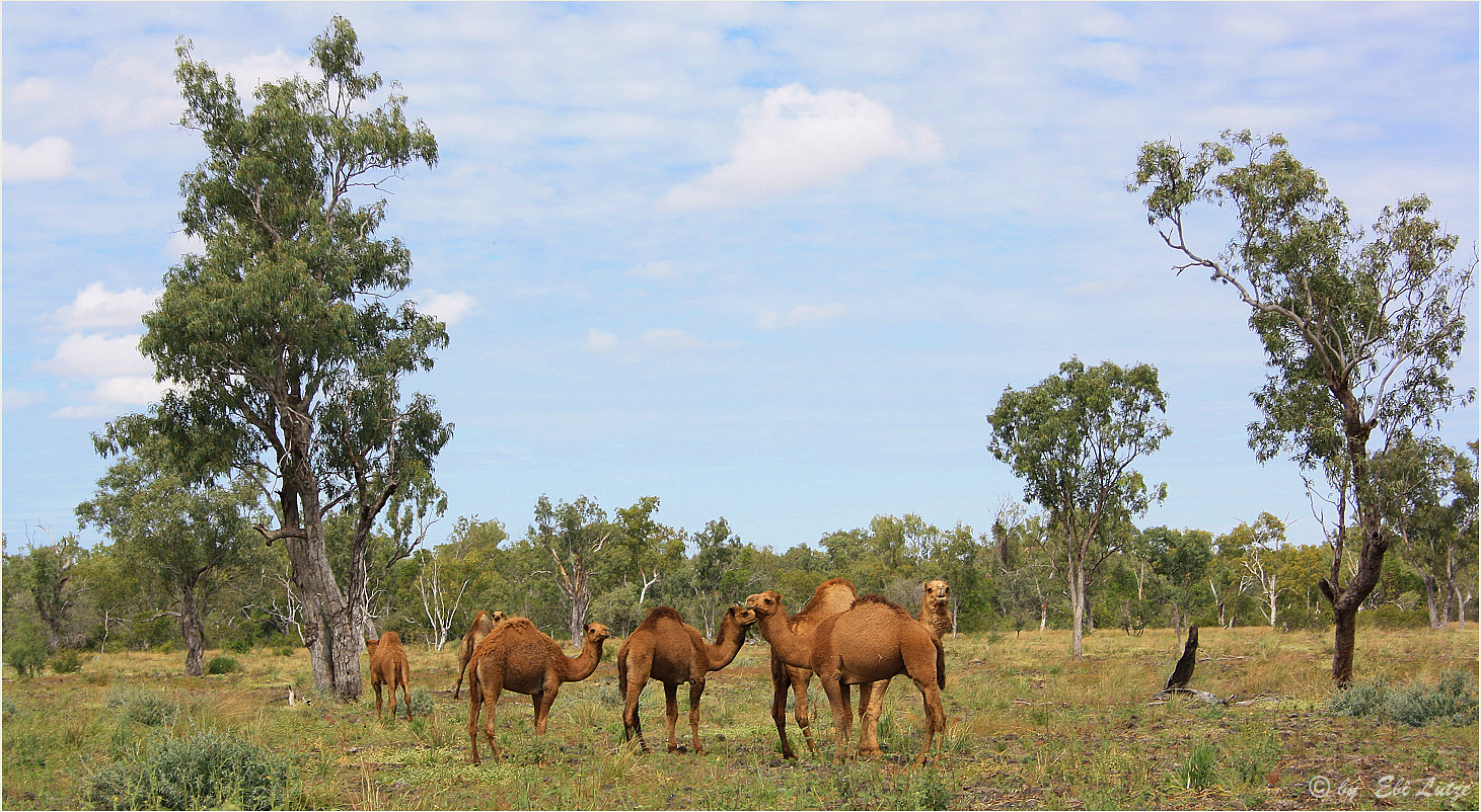 *** Farming with Camel's ***