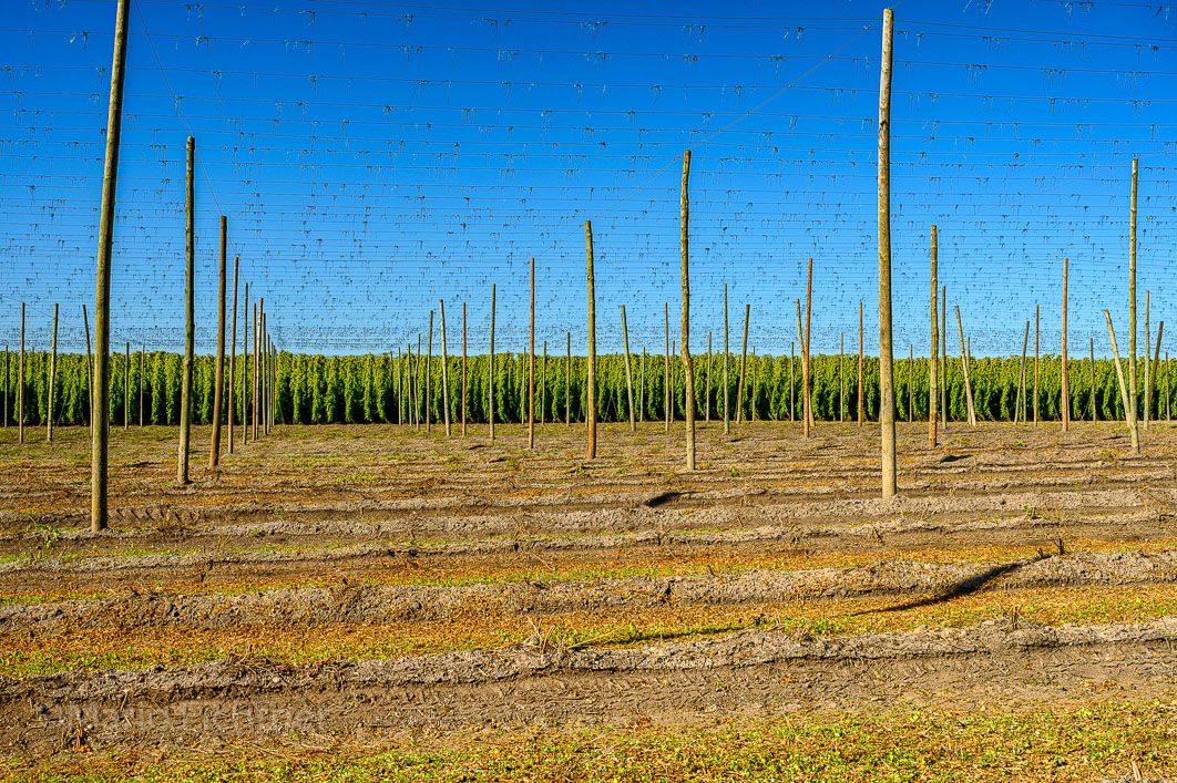 Farmland 060819