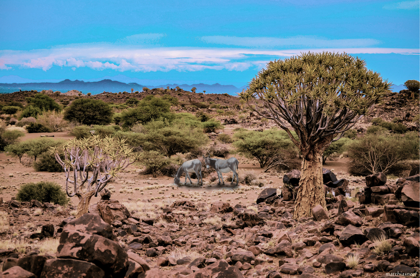 Farmland mit Köcherbäumen bei Keetmanshoop, Namibia