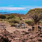 Farmland mit Köcherbäumen bei Keetmanshoop, Namibia