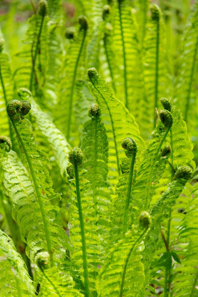 Farn Foto & Bild pflanzen, pilze & flechten, blüten & kleinpflanzen