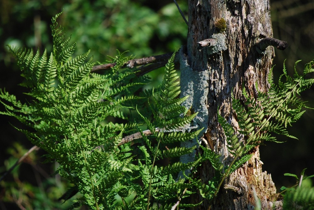 Farn an morschem Baum