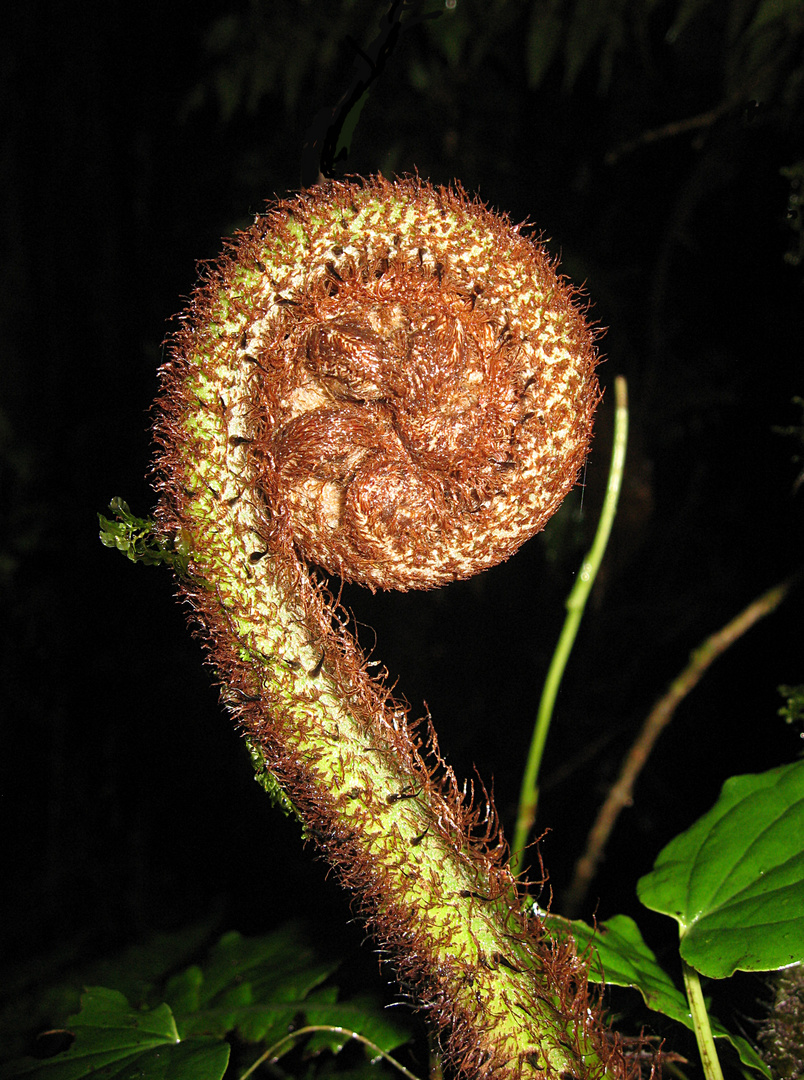 Farn bei Monteverde