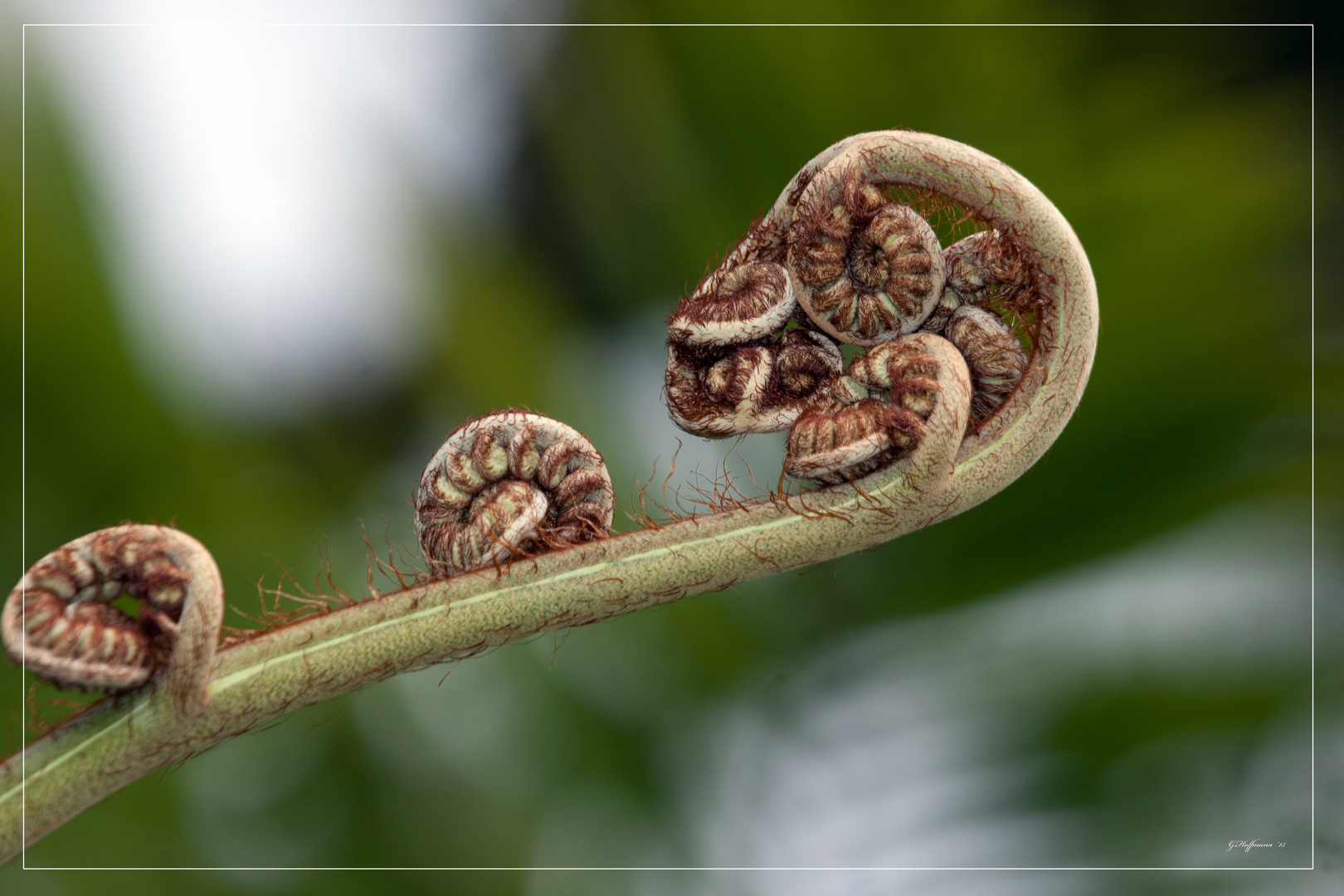 Farn - Botanischer Garten Funchal