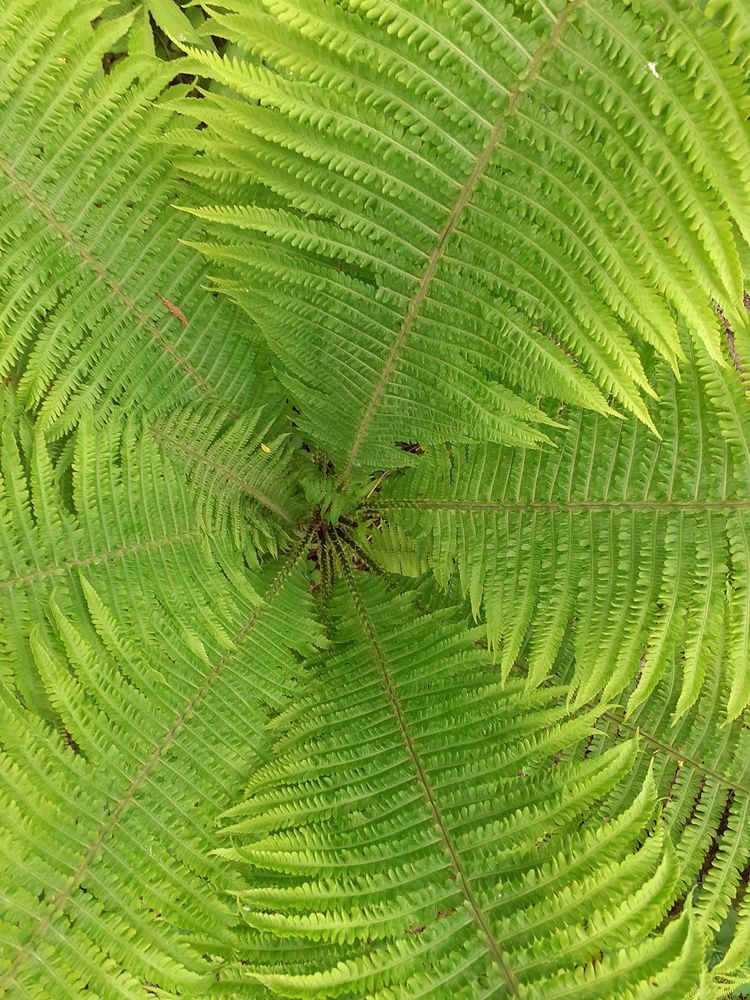 FarnEinblicke Foto & Bild dokumentation, natur, pflanzen Bilder auf