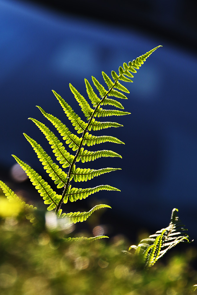 Farn im abendlichen Gegenlicht