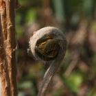 Farn im Berggarten Hannover