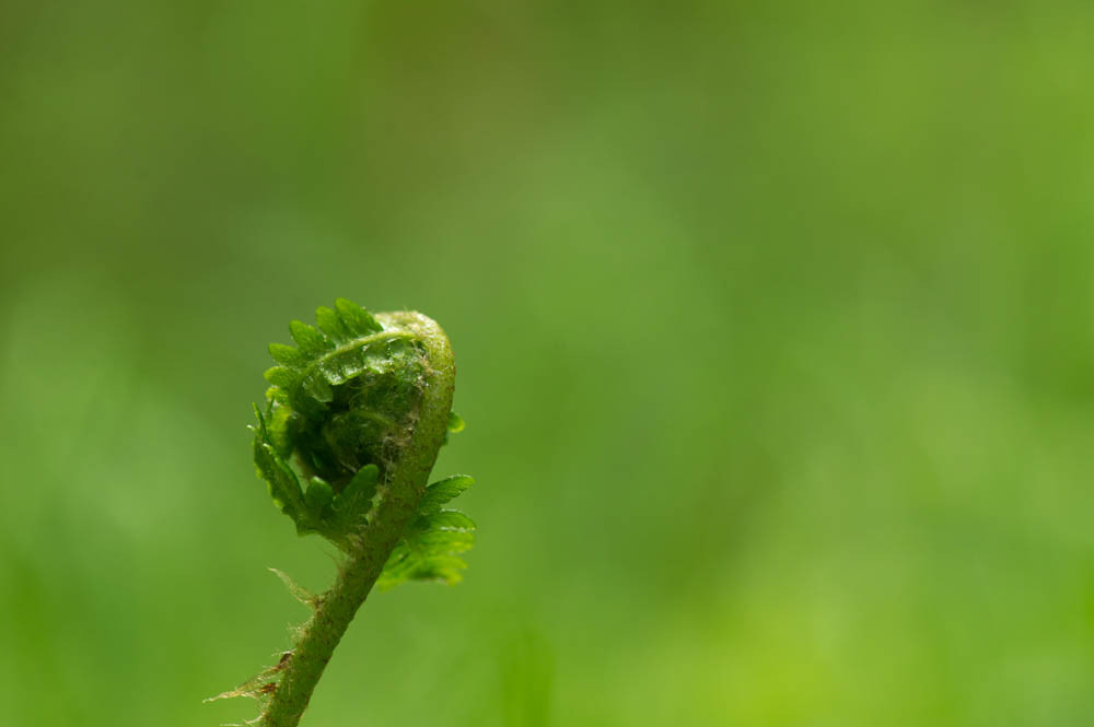 Farn im Frühling