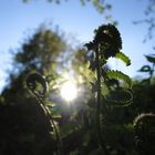 Farn im Gegenlicht der Sonne
