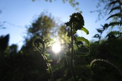 Farn im Gegenlicht der Sonne