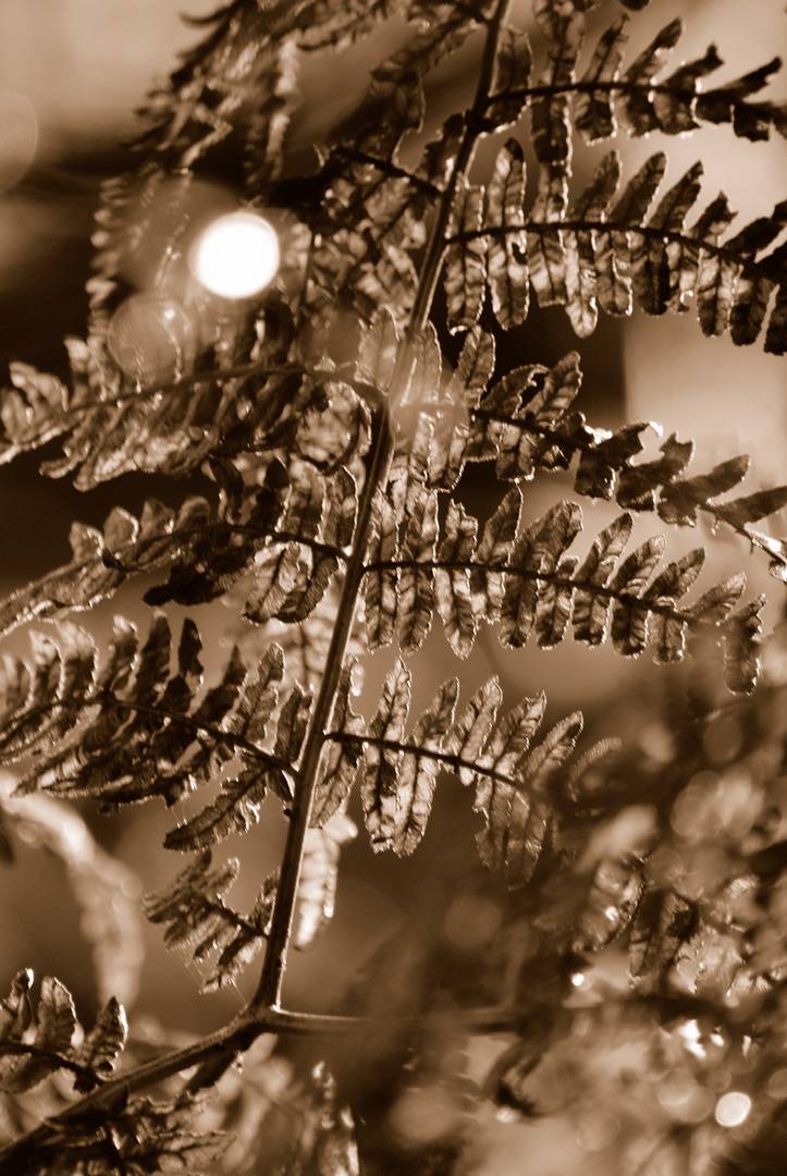 Farn im Gegenlicht II - Wahner Heide - (Sepia-Tönung)