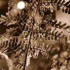 Farn im Gegenlicht II - Wahner Heide - (Sepia-Tönung)