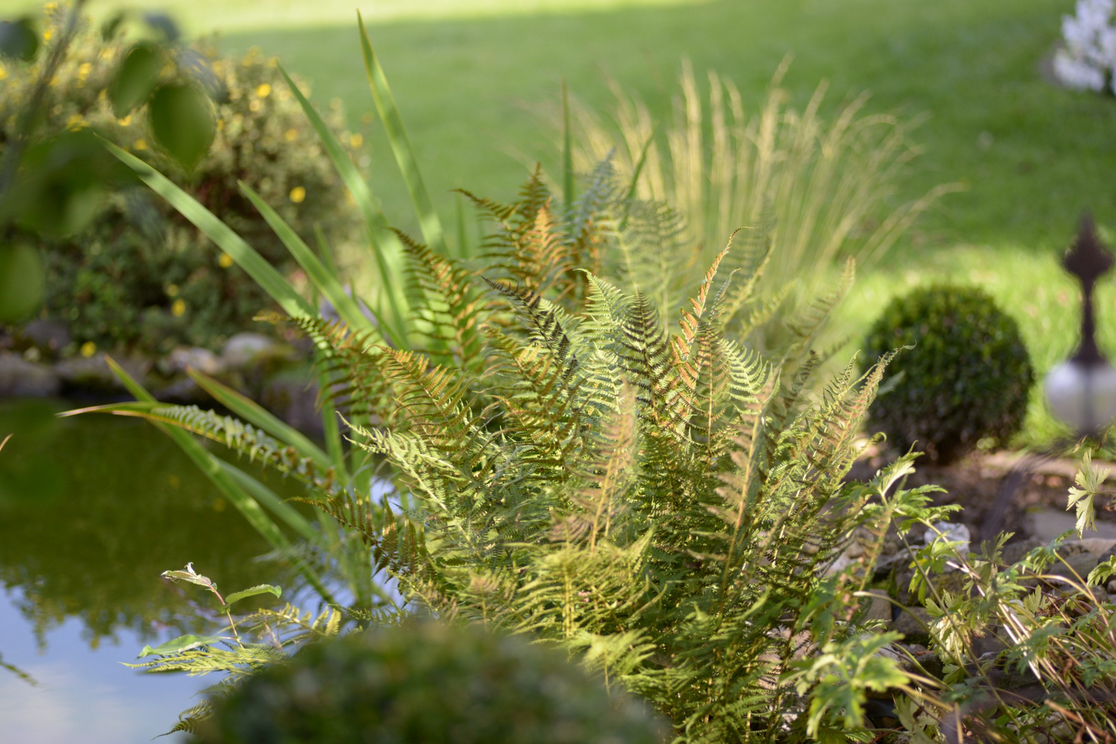 Farn im heimischen Garten