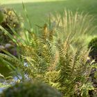 Farn im heimischen Garten