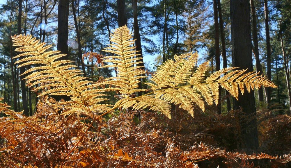 Farn im Herbst