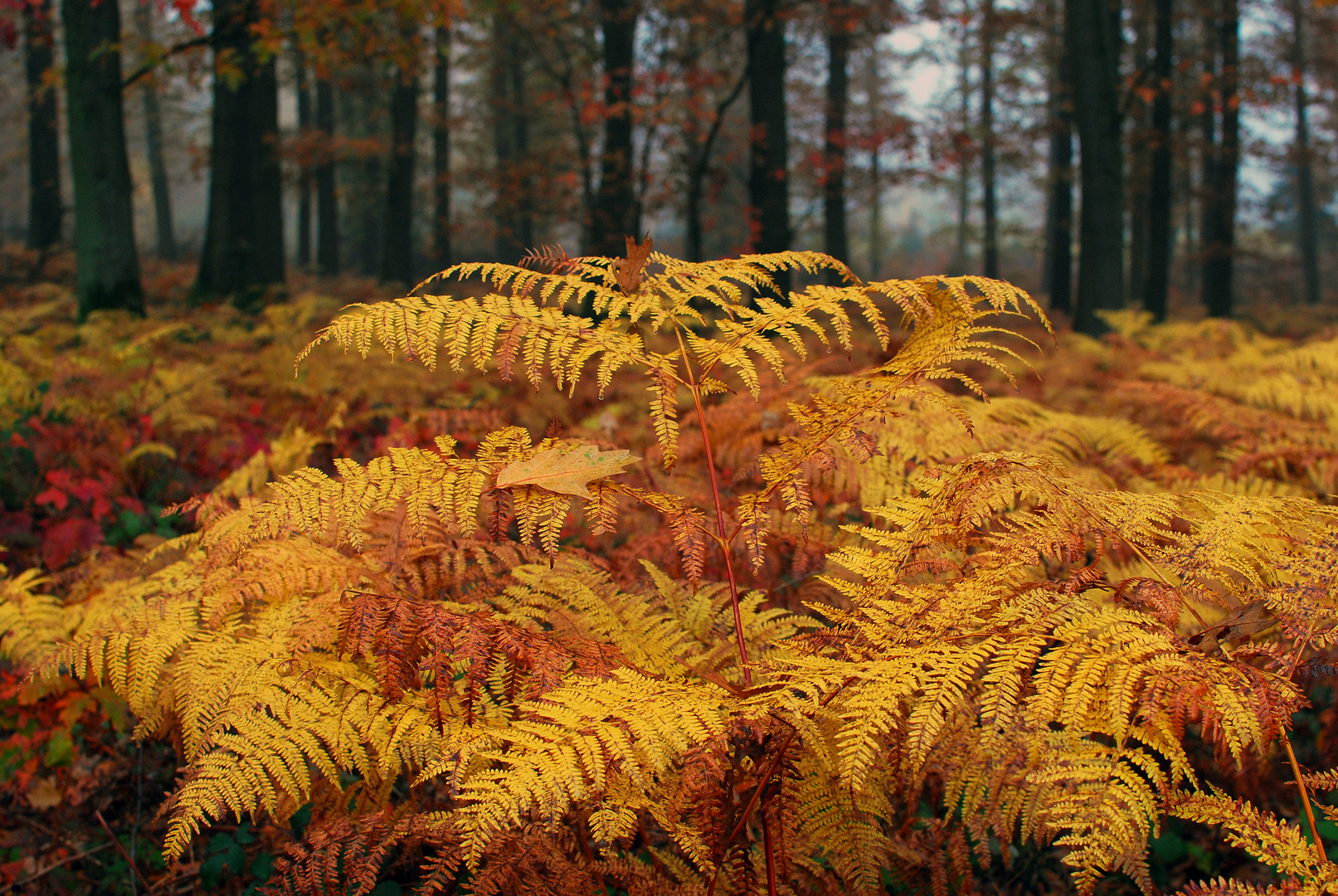 Farn im Herbst