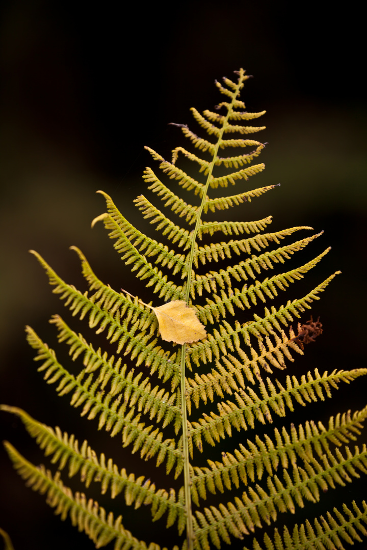 Farn im Herbst