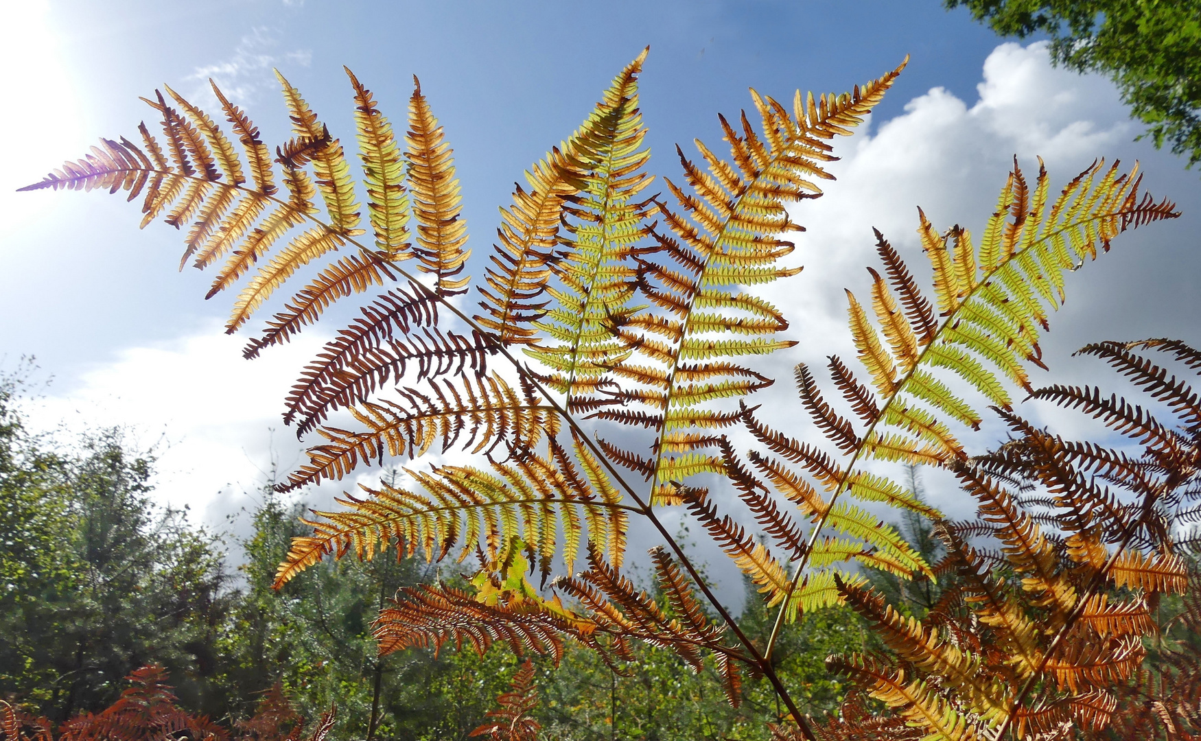 Farn im "Herbstkleid" (1)