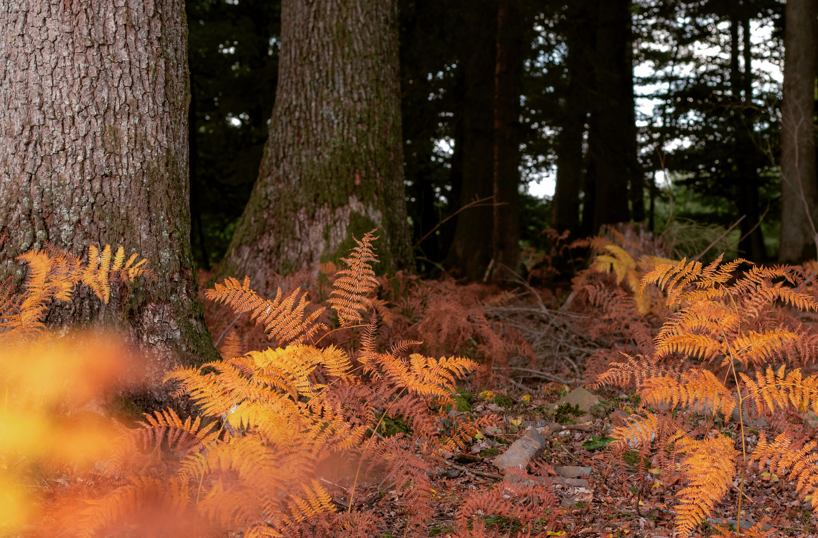 Farn im Herbstkleid