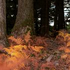 Farn im Herbstkleid