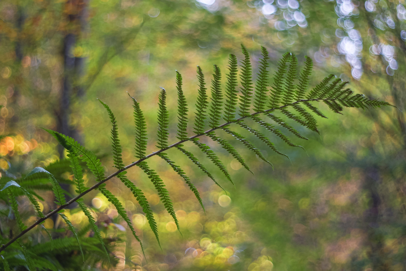 Farn im Herbstlicht