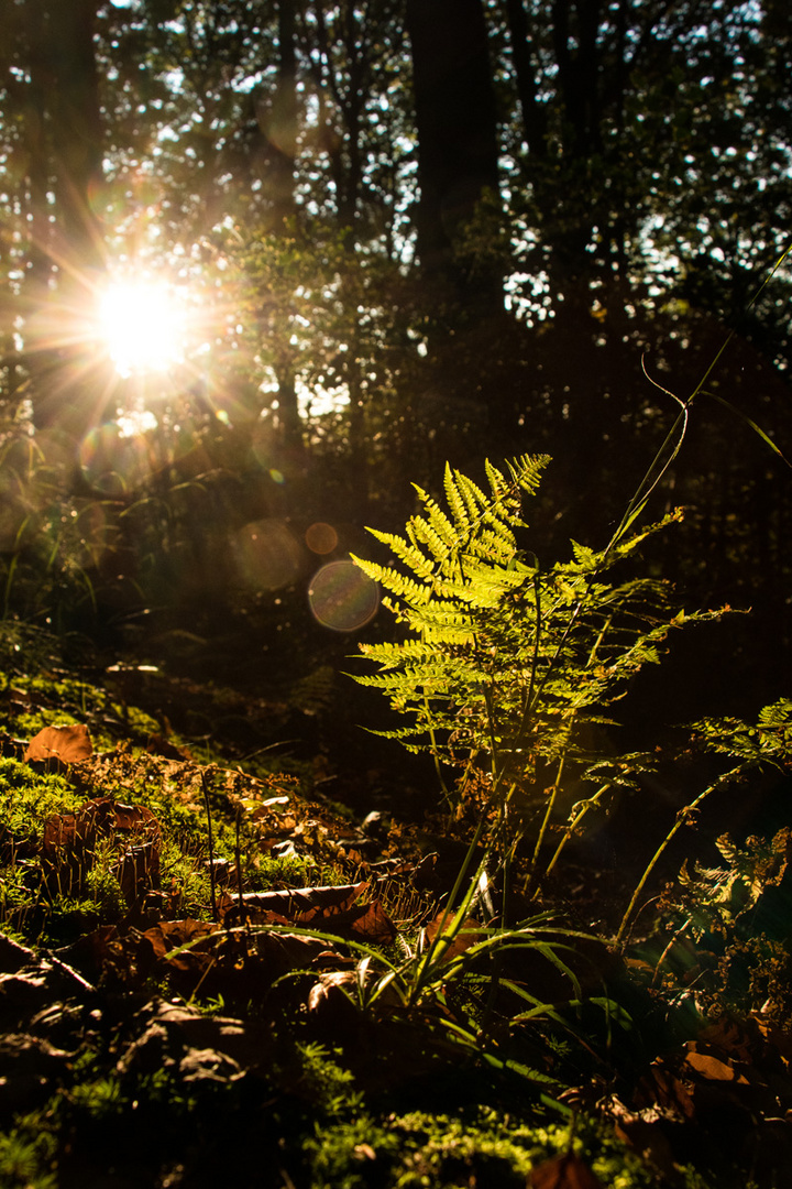 Farn im Licht