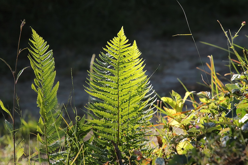 Farn im Licht