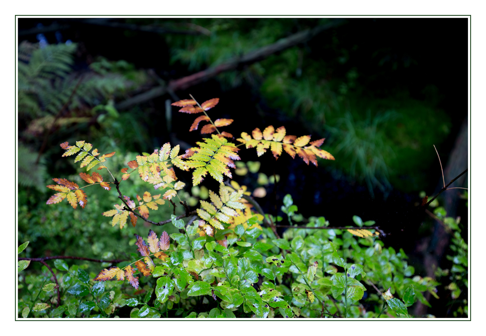 Farn im Rottenbacher Moor