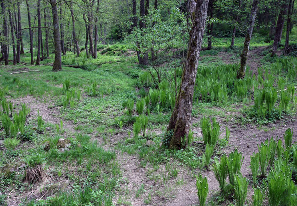 FARN - im schattigen Wald