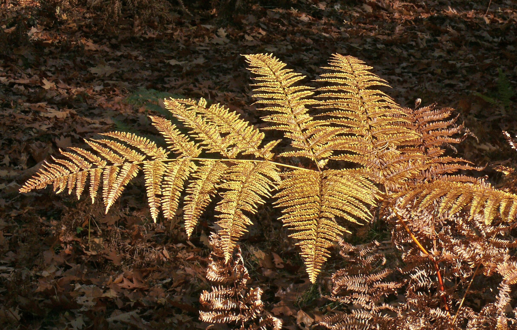 Farn im schönen Herbstlicht