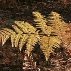 Farn im schönen Herbstlicht