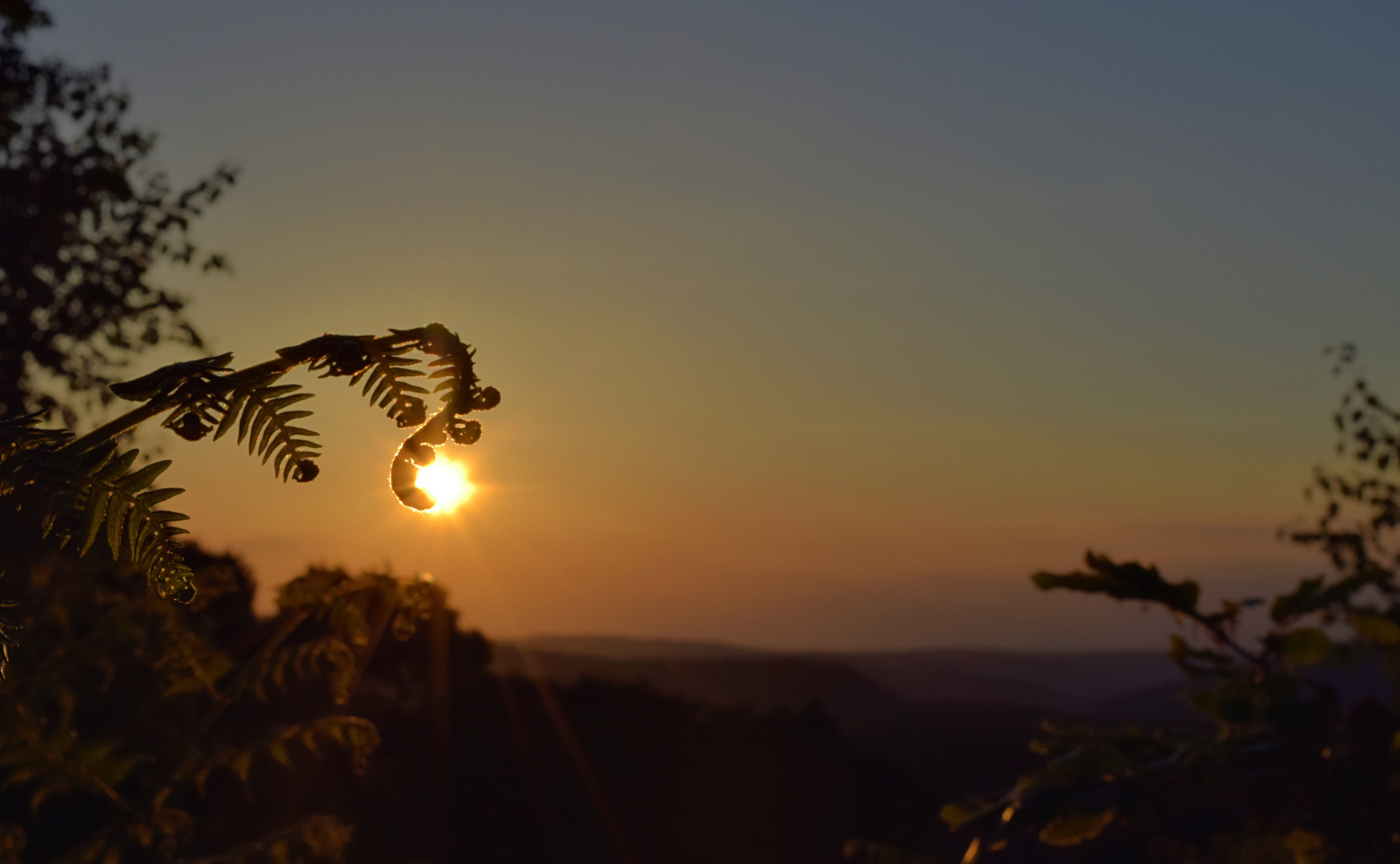 Farn im Sonnenuntergang