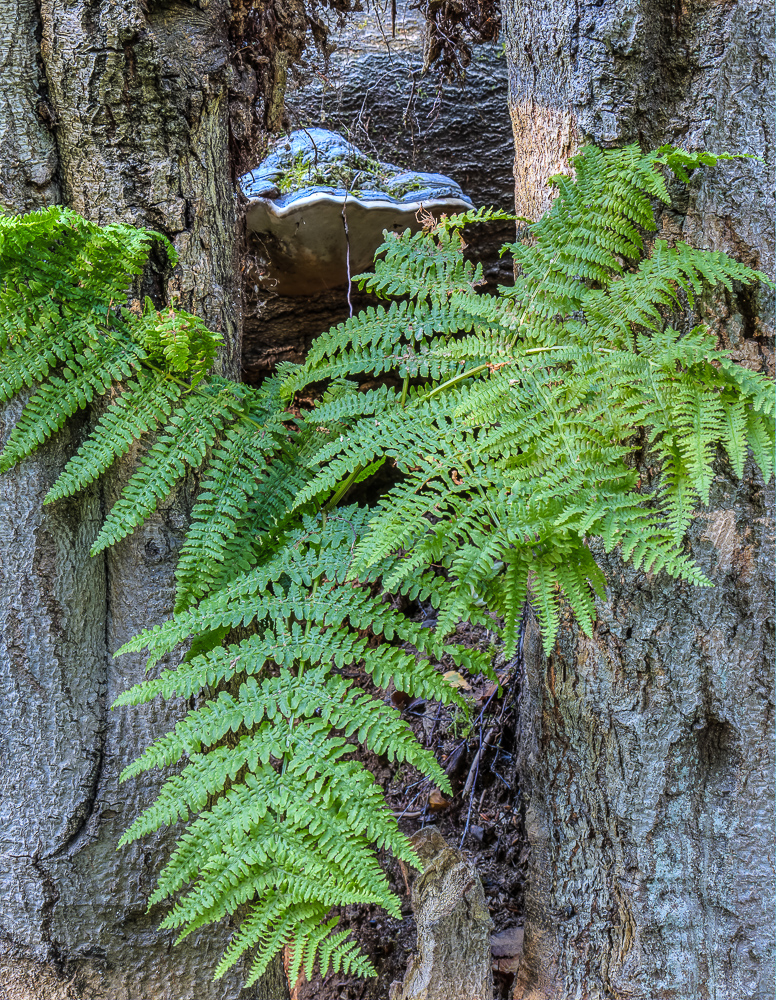 Farn im Urwald Sababurg